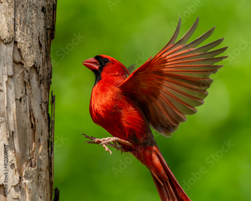 Male Northern Cardinal © Gordon
