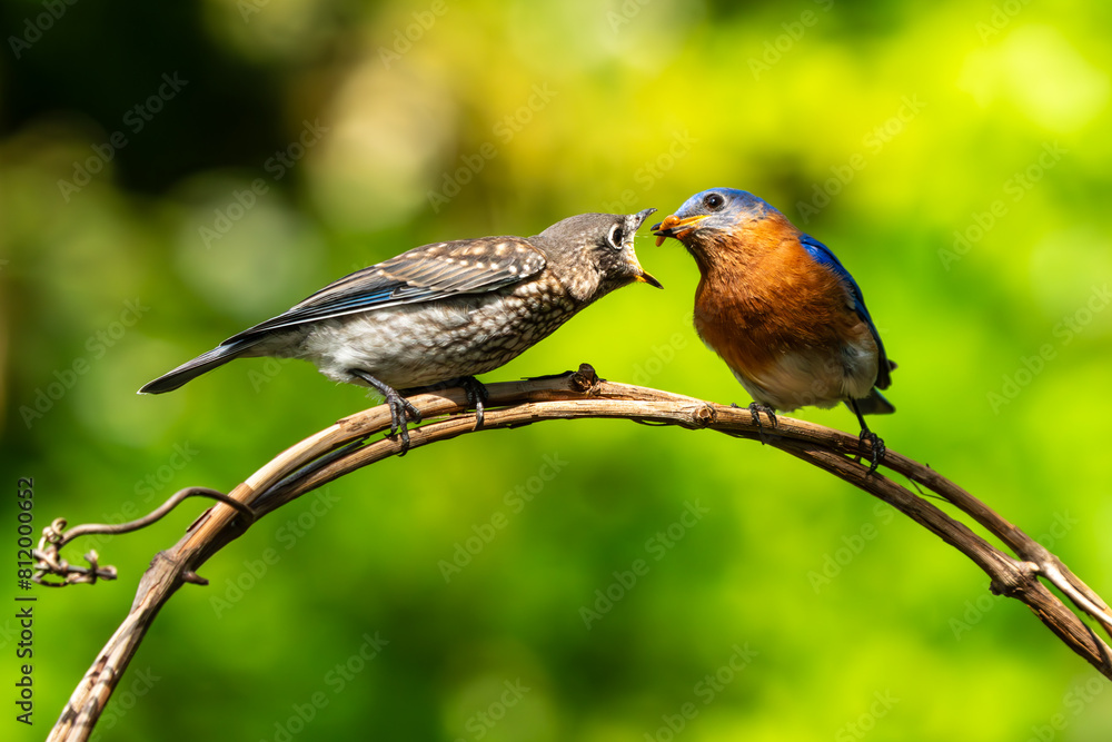 Bluebird Parent Feeding Fledgling Bluebird Parent Feeding Fledgling