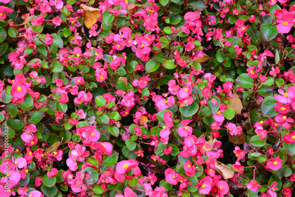 a flower pot with pink flowers in it close up a flower pot with pink flowers in it close up