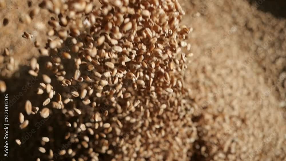 Wheat grain is poured into the container. Cereal harvest. Grain storage in the elevator. Raw materials for bakery products. Wheat grain is poured into the container. Cereal harvest. Grain storage in the elevator. Raw materials for bakery products.
