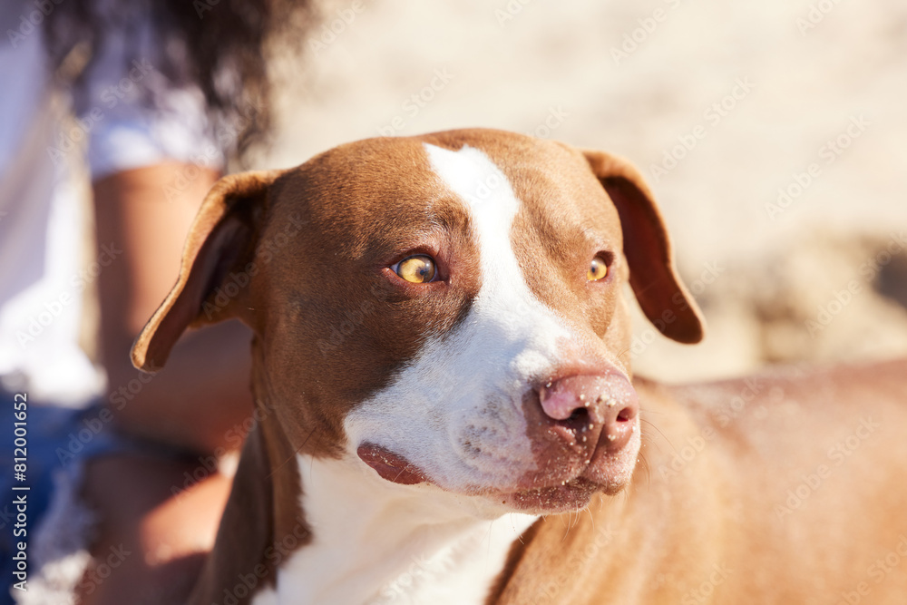 Pet, nature and dog playing on beach for exercise, training and adventure outdoors. Owner, excited and happy pitbull with person on holiday, summer vacation and weekend for games, bonding and fun