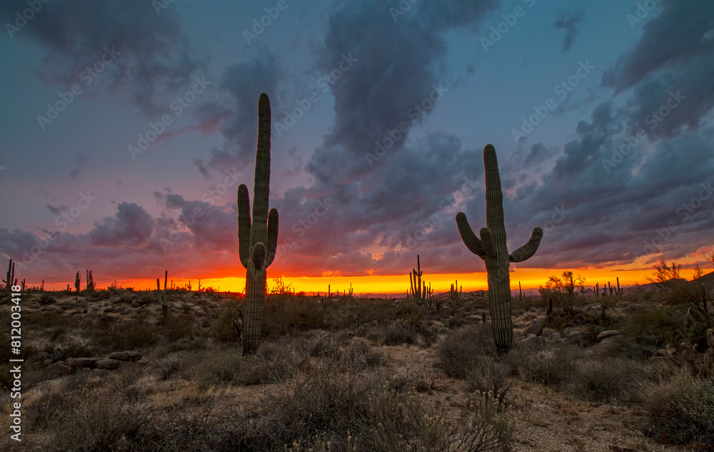 Stunning Desert Sunset With Two Saguaro Cactus In The Hills Near Phoenix AZ Stunning Desert Sunset With Two Saguaro Cactus In The Hills Near Phoenix AZ