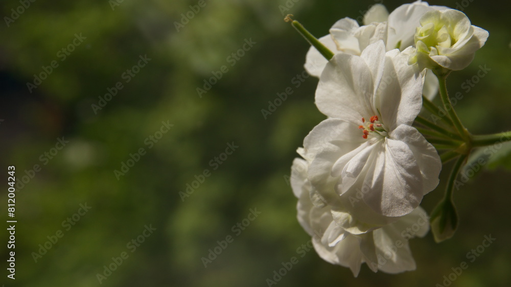 white geranium flowers on a green free background white geranium flowers on a green free background