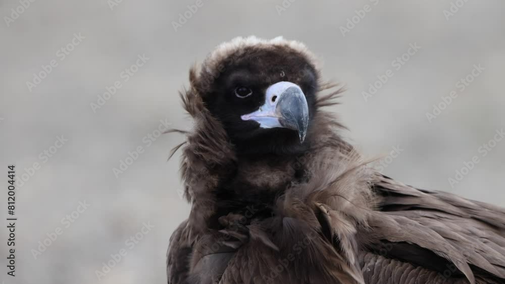 Cinereous vulture or Eurasian black vulture (Aegypius monachus) is a large raptor in the family Accipitridae and distributed through much of temperate Eurasia. Cinereous vulture or Eurasian black vulture (Aegypius monachus) is a large raptor in the family Accipitridae and distributed through much of temperate Eurasia.