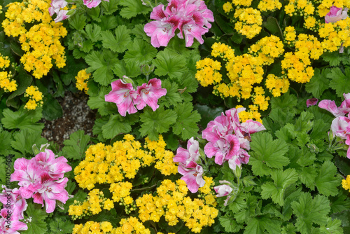 mix of pink Regal geraniums (Martha Washington) and double-yellow Kalanchoe blossfeldian - aerial view