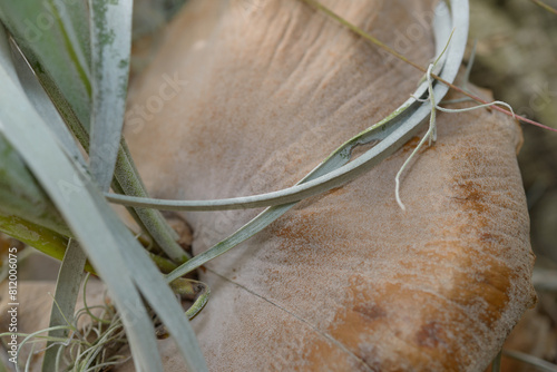 abstract close-up of the decorative Staghorn fern, scientifically known as Platycerium spp, at the botanical garden