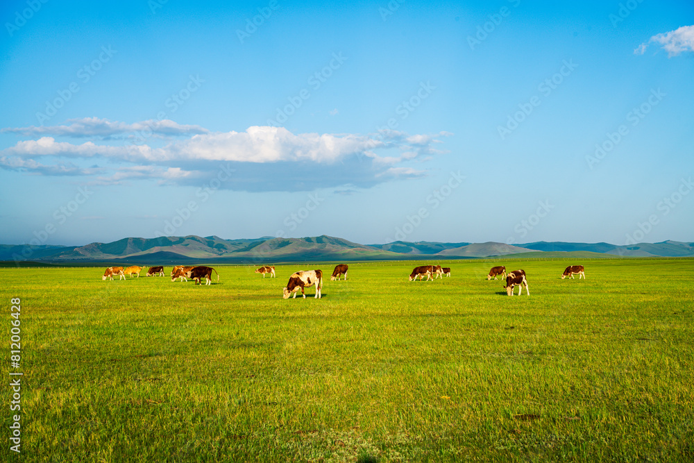 Cows and horses graze on the Dada line grassland in Keshiketeng Banner, Inner Mongolia Cows and horses graze on the Dada line grassland in Keshiketeng Banner, Inner Mongolia