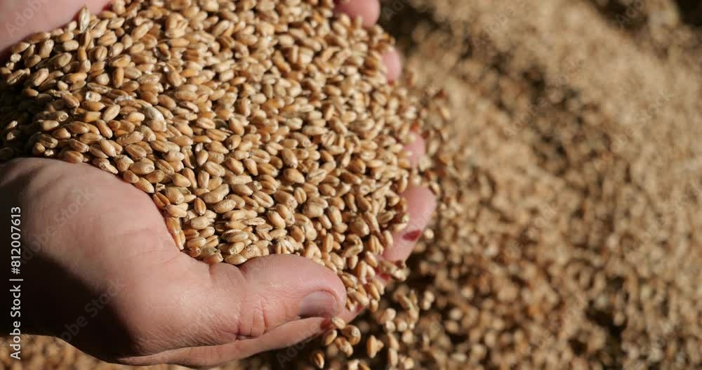 Grains of wheat fall from the hands. Review of grain quality. Cereal harvest. Grain storage in the elevator. Raw materials for bakery products. Grains of wheat fall from the hands. Review of grain quality. Cereal harvest. Grain storage in the elevator. Raw materials for bakery products.