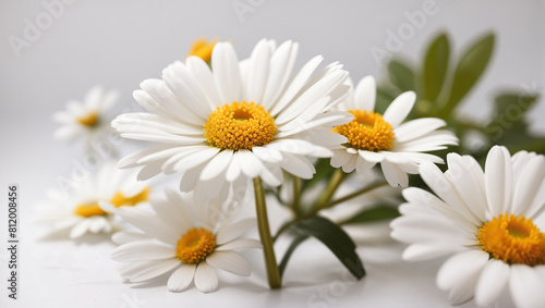 A white daisy flower 