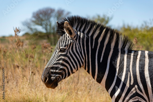 A zebra portrait, photographed in the Rietvlei Nature Reserve, Gauteng, South Africa.