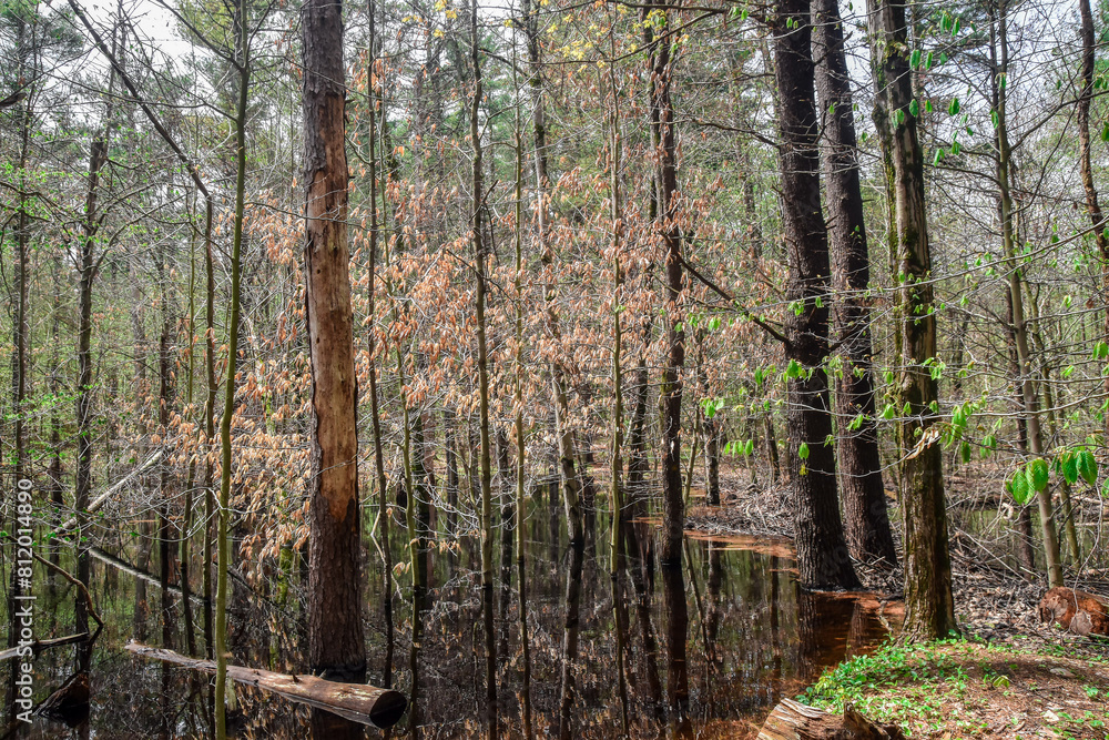 Fototapeta premium spring time in a swamp in massachusetts