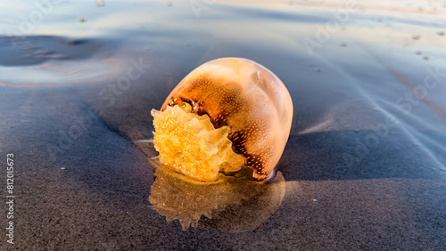 Принти на полотні Cannonball Jellyfish on the east coast