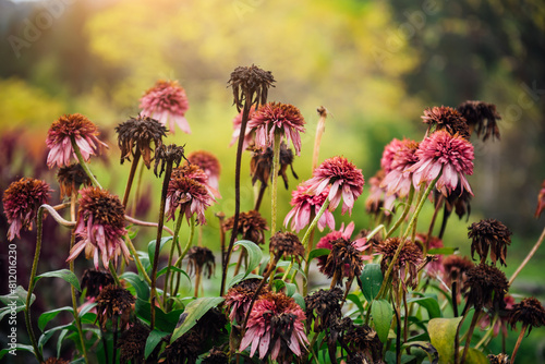 Fotomural Dry brown and purple leaves and stems of garden flowers in close-up