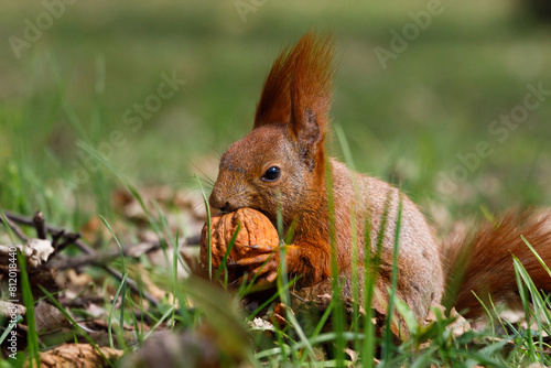 Squirrel eating nut. Łazienki park, Warsaw, Poland.