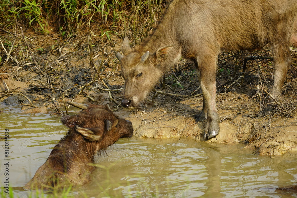 Fototapeta premium The buffalo is swimming in the water