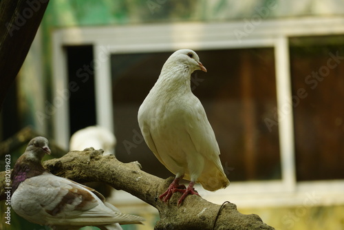White Columbidae bird on a tree branch