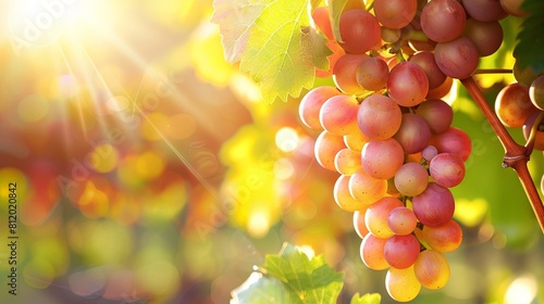 Bunches of ripe seedless grapes hanging from a vine in the sunlight photo