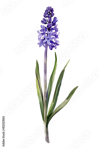 One lavender hyacinth  trasparent  decoration resource