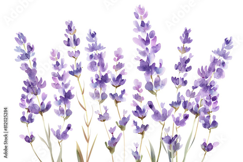 lavender flowers isolated on white transparent background