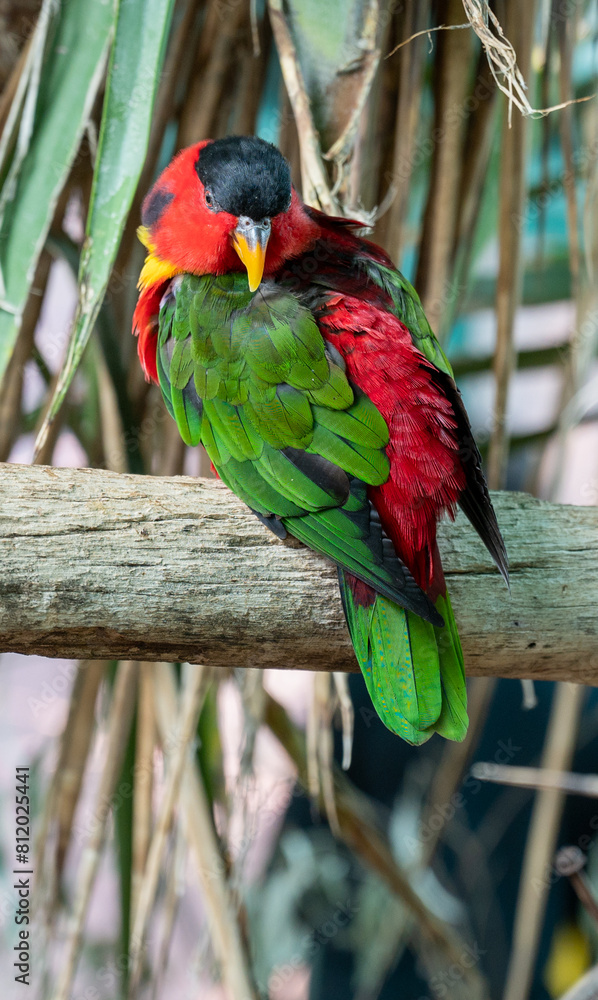 Obraz premium Multicolor lorikeet parrot at the Biblical Zoo in Jerusalem in Israel