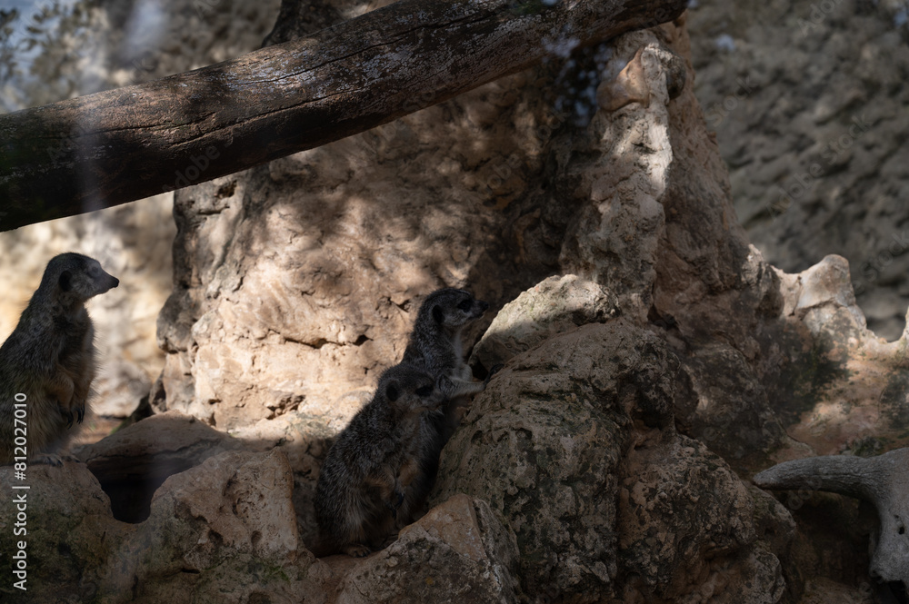 Meerkat in a mountainous area in a biblical reserve in Jerusalem Meerkat in a mountainous area in a biblical reserve in Jerusalem