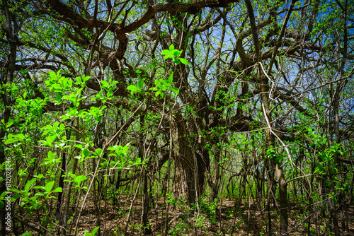 Spring Bush, Bare Trees, and New Sprouts in Great Bear Ski Valley Forest, Sioux Falls, South Dakota, USA