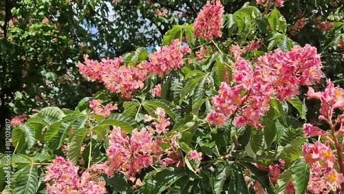 Aesculus carnea. Red horse chestnut. Tree blooming in spring in the park. Large red-pink chestnut flowers. Cone-shaped flower clusters between dark green leaves. Colorful floral background photo