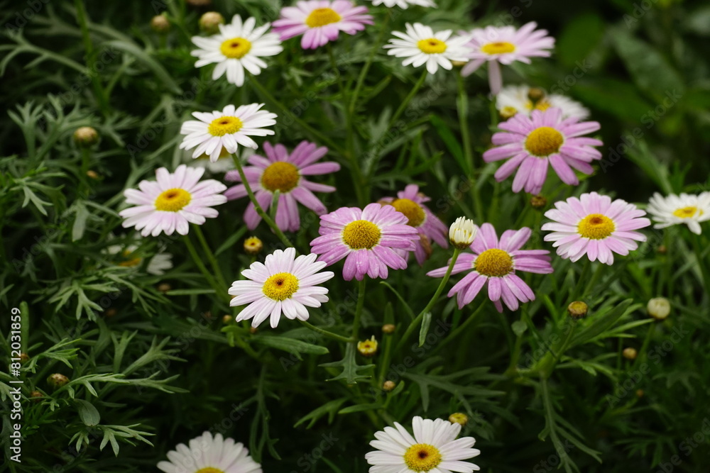 Close-up of Argyranthemum Grandaisy flower Close-up of Argyranthemum Grandaisy flower