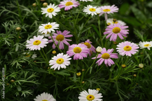 Close-up of Argyranthemum Grandaisy flower