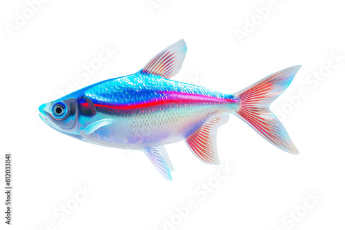 siamese fighting fish on white transparent background © Kanakorn