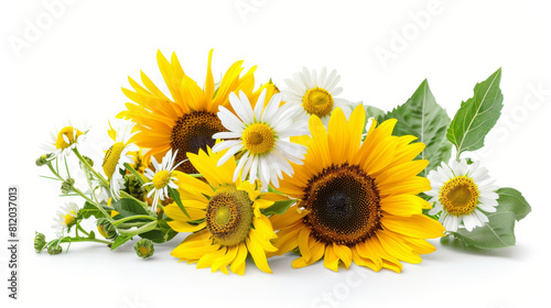 Vibrant, isolated summer flowers like sunflowers and daisies on a white background, summer