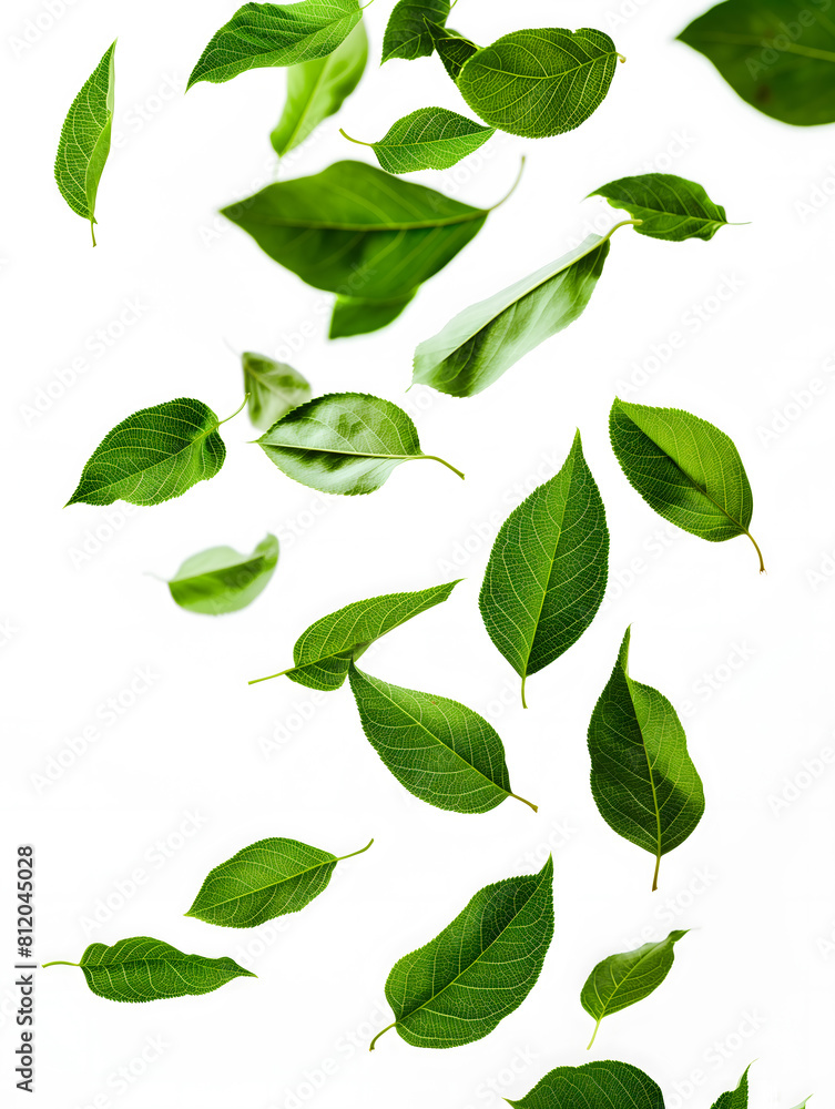Fresh Green Leaves Floating on a White Background Fresh Green Leaves Floating on a White Background