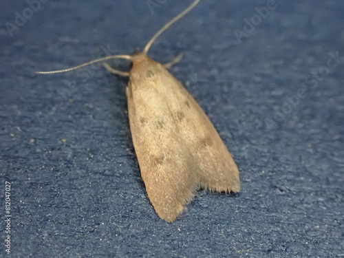 Ruddy Streak moth (Tachystola acroxantha) photo