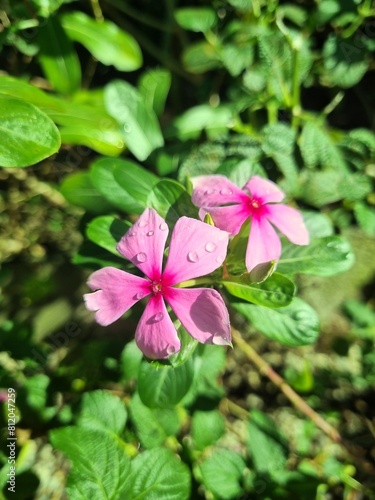 Duas flores rosa com gotículas de chuva
