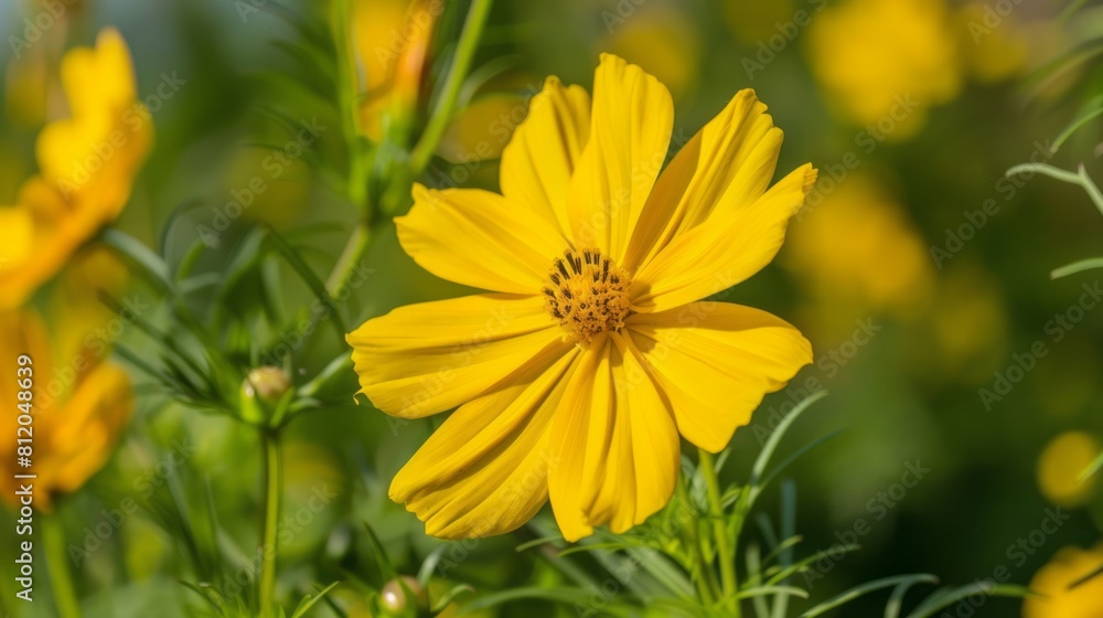 Yellow flower grows in field.