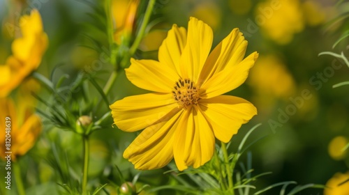Yellow flower grows in field.