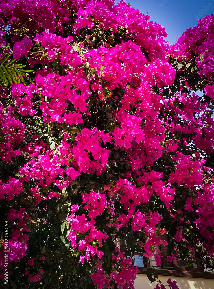 Big tree filled with pink flowers..Beautiful tree with flowers.Vivid color of flower. Big tree filled with pink flowers..Beautiful tree with flowers.Vivid color of flower.