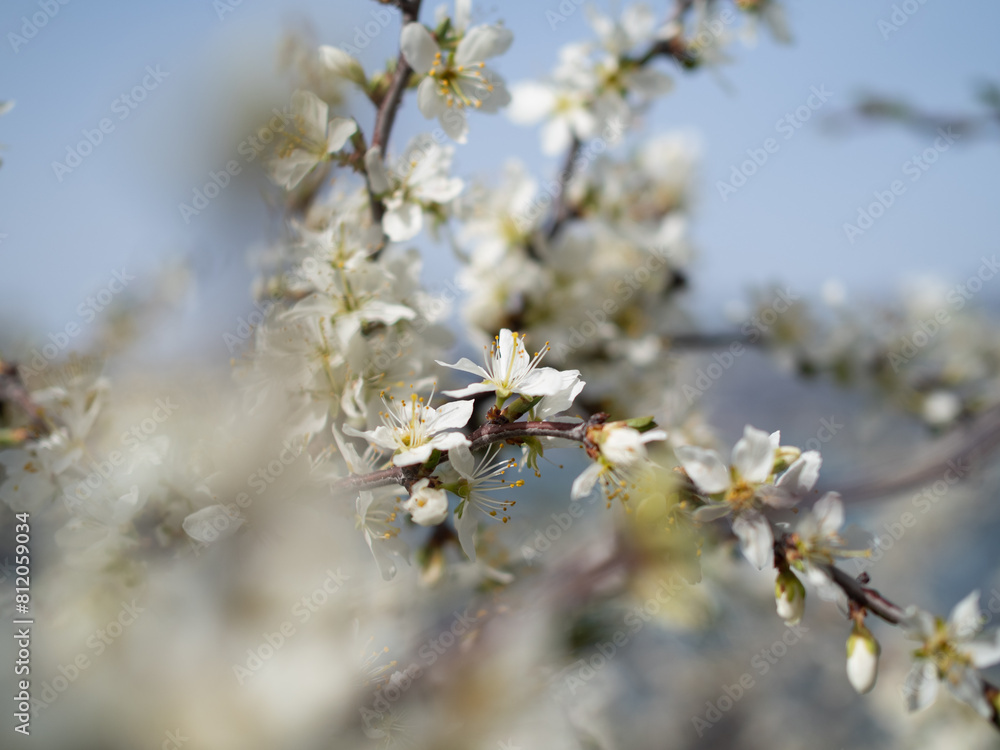 Spring day in a blooming garden by the sea. Spring day in a blooming garden by the sea.