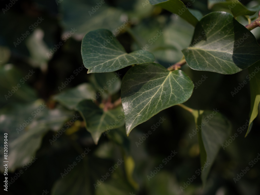 Spring day and bright green hedge. Background. . Spring day and bright green hedge. Background. .