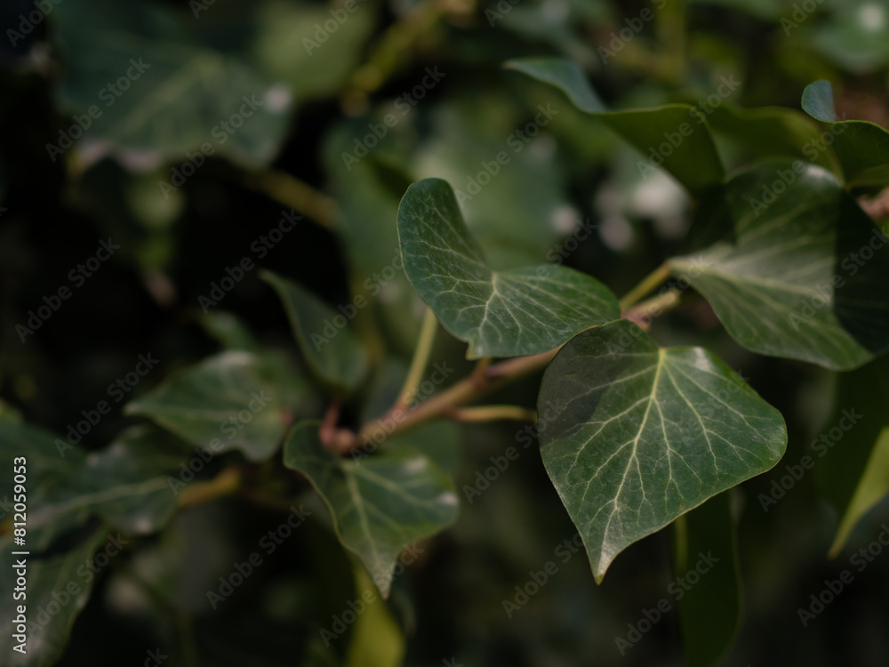 Spring day and bright green hedge. Background. . Spring day and bright green hedge. Background. .
