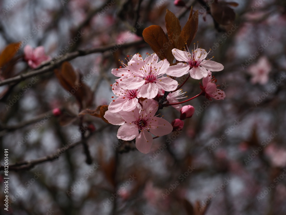 beautiful spring flowers in the garden (plum flowers - Prunus cerasifera) beautiful spring flowers in the garden (plum flowers - Prunus cerasifera)