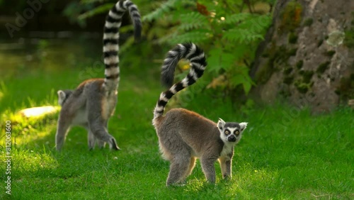 Ring tailed lemur sitting on the grass photo