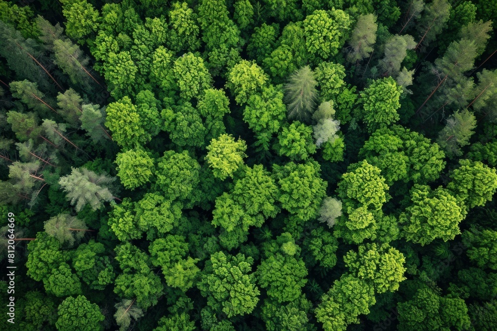 Aerial view of a lush, dense green forest canopy, showcasing the beauty of nature Aerial view of a lush, dense green forest canopy, showcasing the beauty of nature