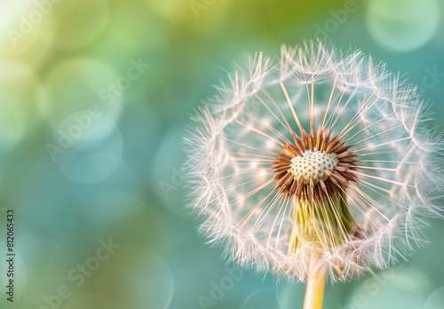 A dandelion is blowing in the wind  with its seeds scattered around it