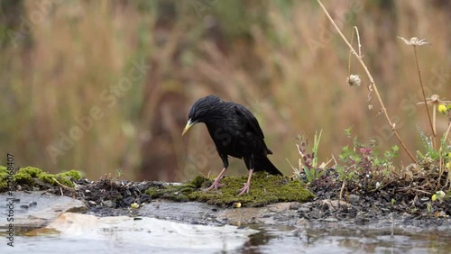 estornino negro bañándose en el estanque