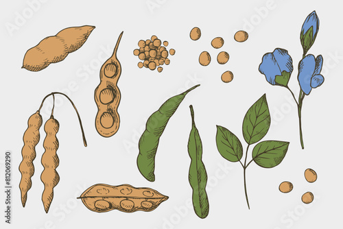 Soybean drawn plant set on an isolated  background. Vector illustration of bean,stems soya plant and flower soy. Healthy food,natural protein, seed harvest. For print, label, template, paper, card