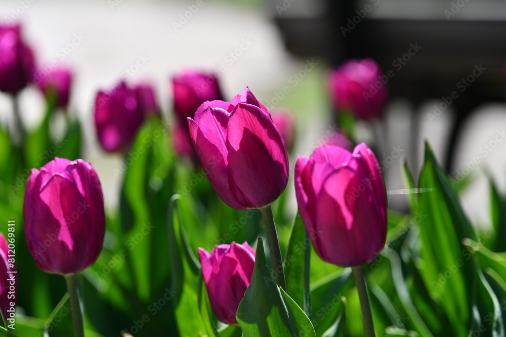 Fototapeta premium Vivid tulips in full bloom grace the landscape