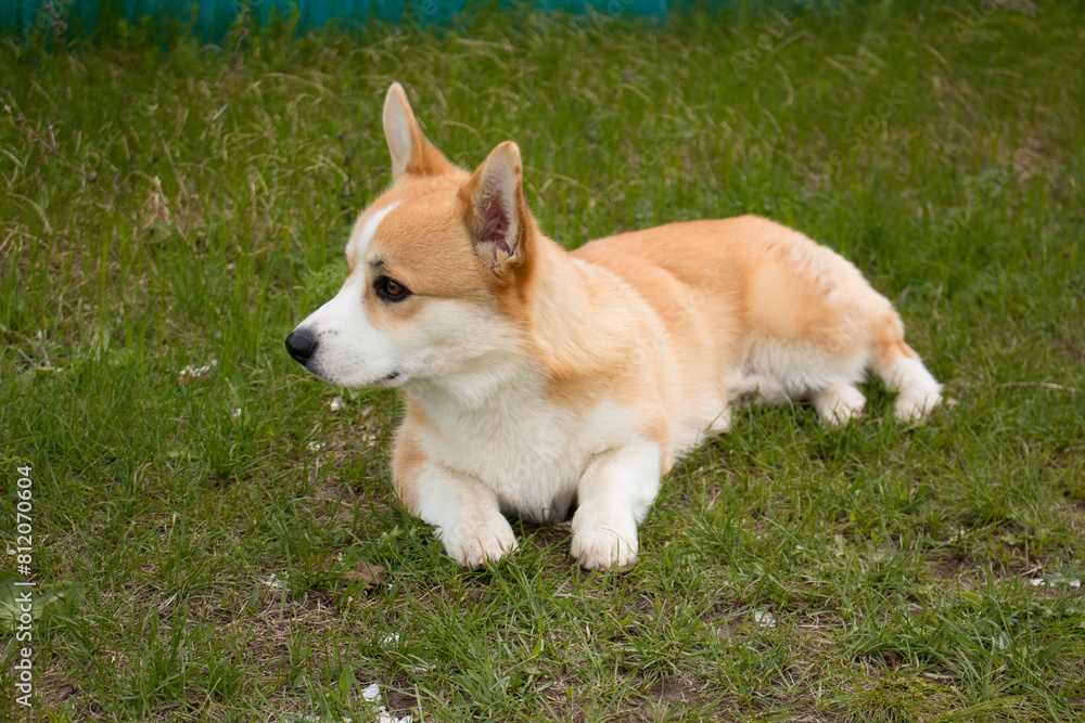 A corgi puppy on a walk. Photo session with a dog. A corgi puppy on a walk. Photo session with a dog.