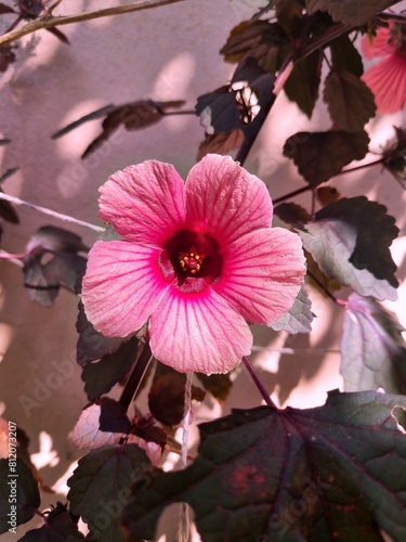 Flor de hibisco em meio aos galhos