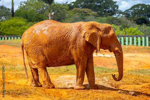 Muddy African elephant  Loxodonta africana  in selective focus 